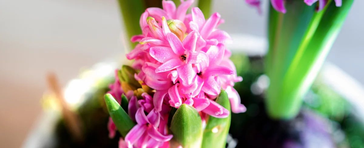 Inspiratie - Lente activiteit hyacint